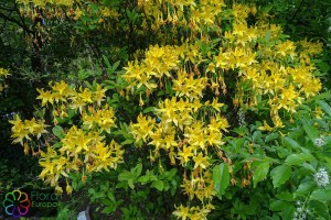 Rhododendron luteum_LR